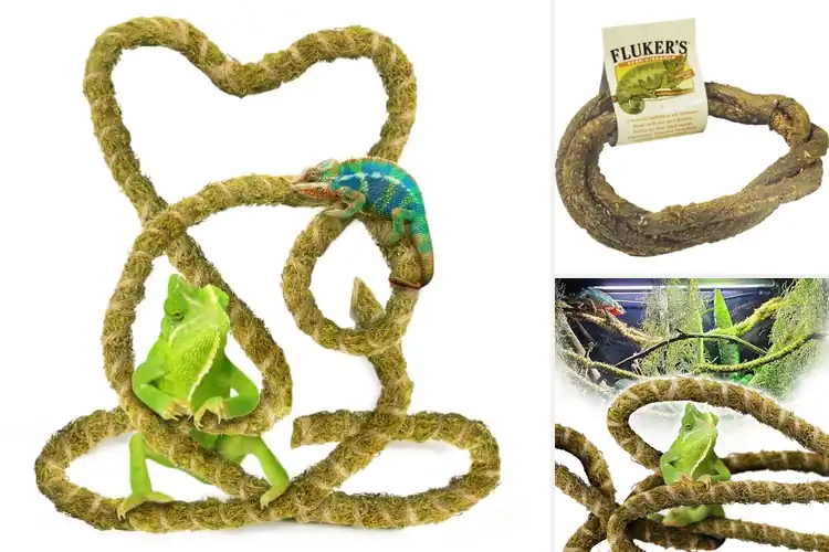 Detailed view of Best Reptile Climbing Vines